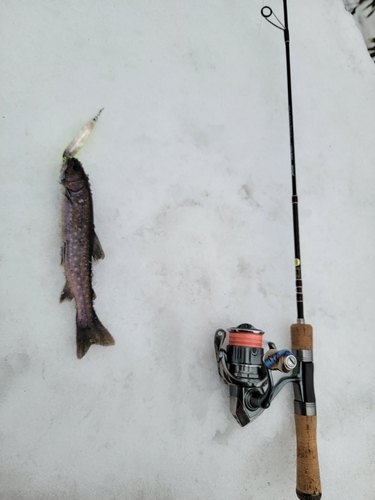 イワナの釣果