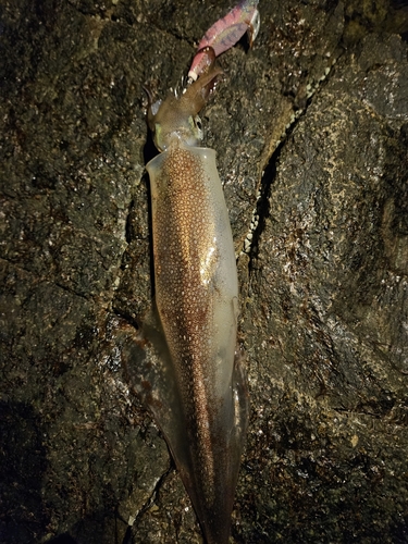 ヤリイカの釣果