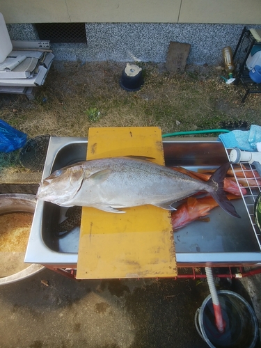 ヒレナガカンパチの釣果