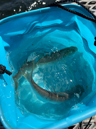 コノシロの釣果