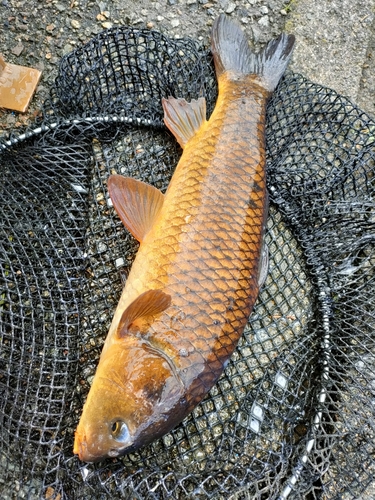 コイの釣果