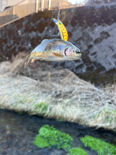 ニジマスの釣果