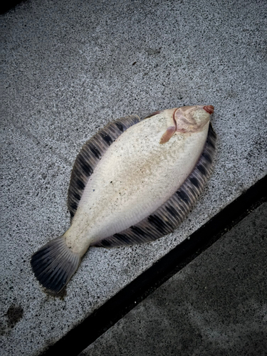 カレイの釣果