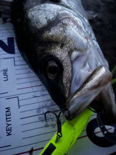 シーバスの釣果