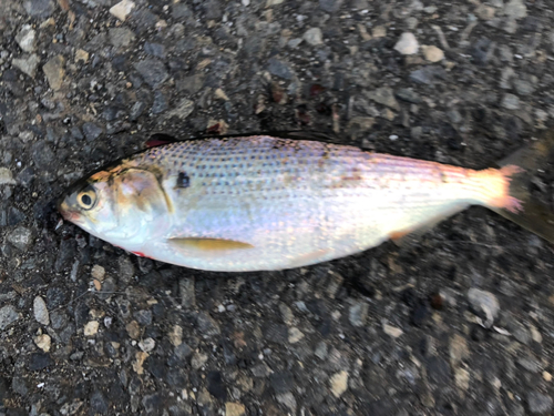 コノシロの釣果