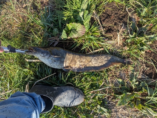 ナマズの釣果