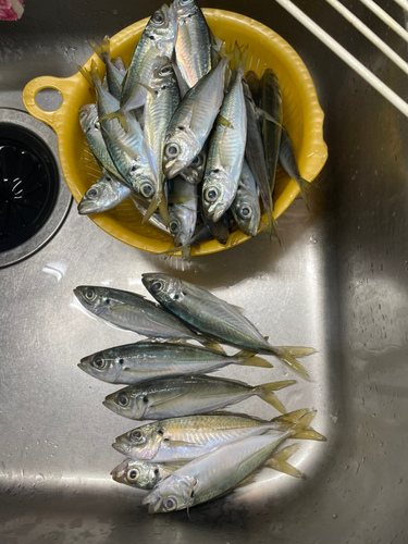 アジの釣果