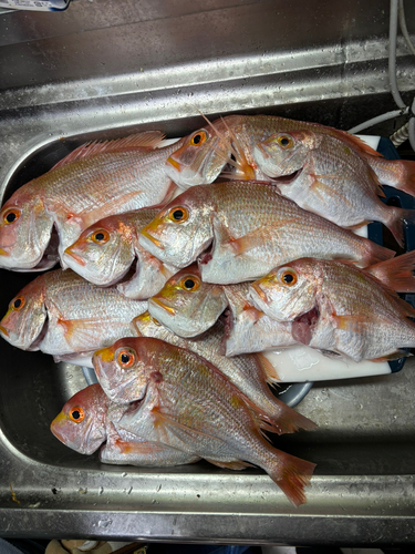 レンコダイの釣果