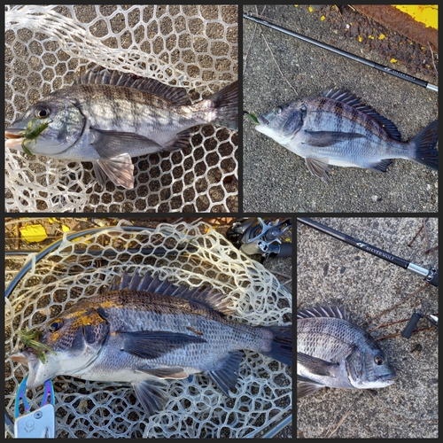 クロダイの釣果