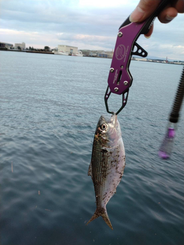 コノシロの釣果