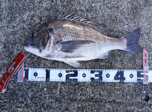 クロダイの釣果