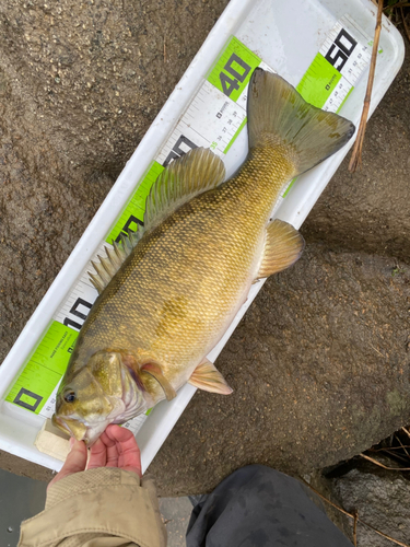 スモールマウスバスの釣果