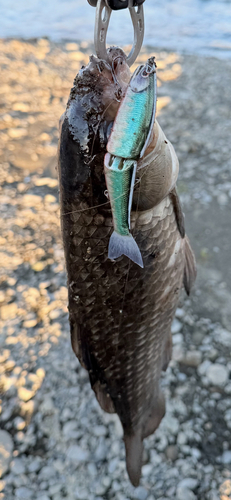 フナの釣果