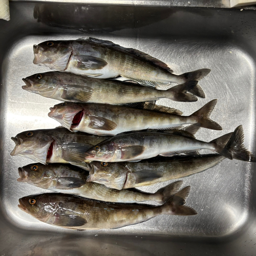 ホッケの釣果