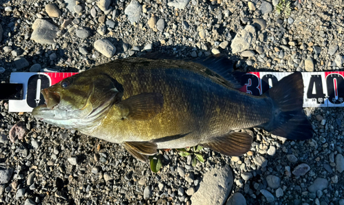 スモールマウスバスの釣果