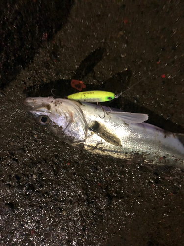 セイゴ（タイリクスズキ）の釣果