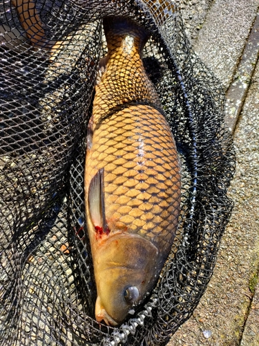 コイの釣果