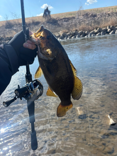 スモールマウスバスの釣果