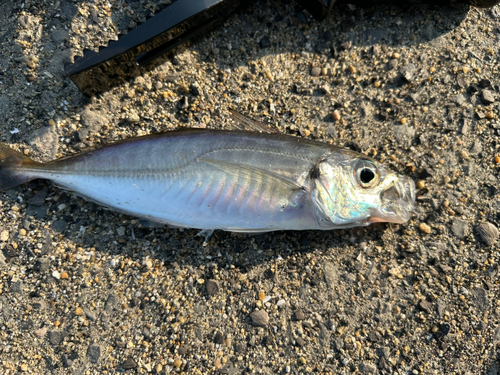 マアジの釣果