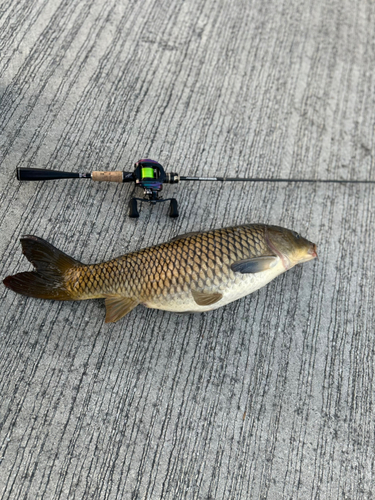 コイの釣果