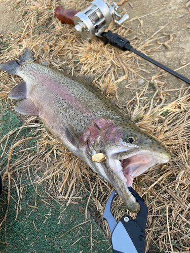 ニジマスの釣果