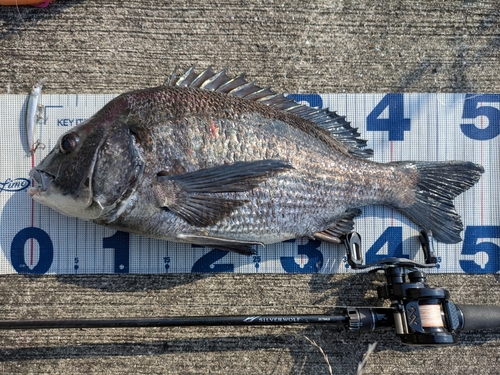 チヌの釣果