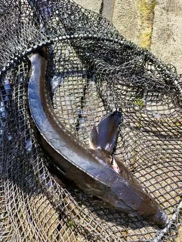 チョウザメの釣果