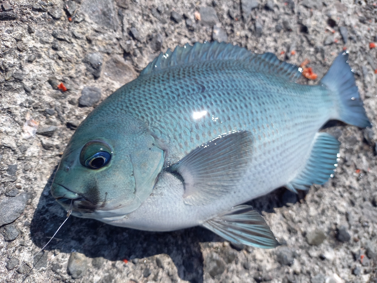 クチブトグレ