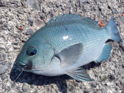 クチブトグレの釣果