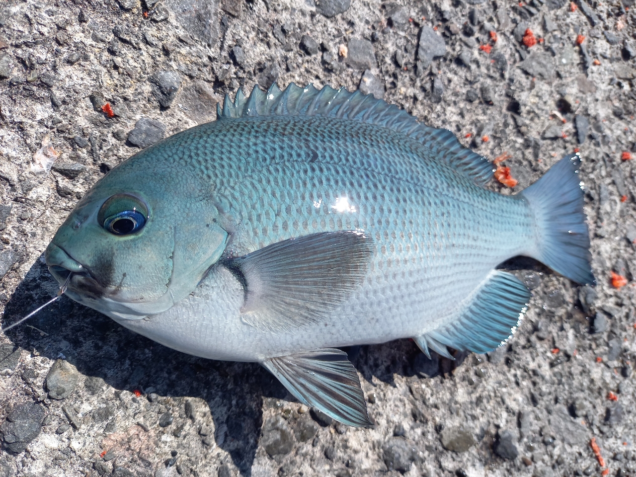 クチブトグレ