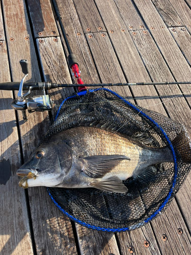 チヌの釣果