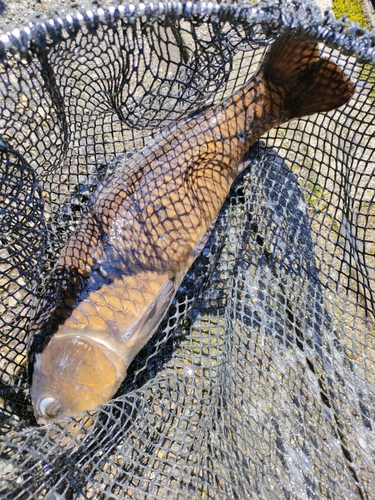 コイの釣果