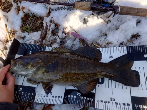 スモールマウスバスの釣果