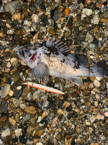 タケノコメバルの釣果