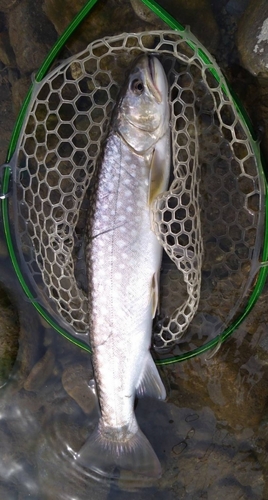 アメマスの釣果