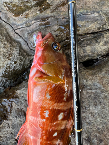 アカハタの釣果