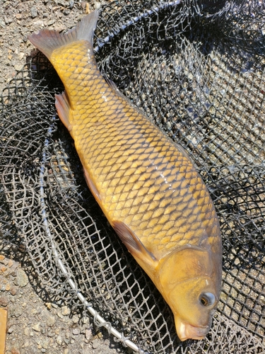 コイの釣果