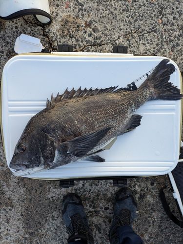 チヌの釣果
