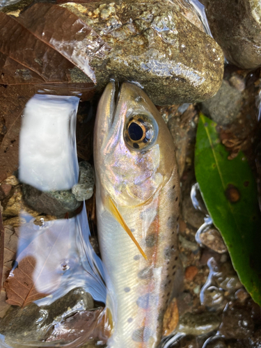 ヤマメの釣果