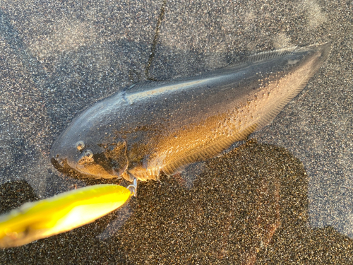 シタビラメの釣果