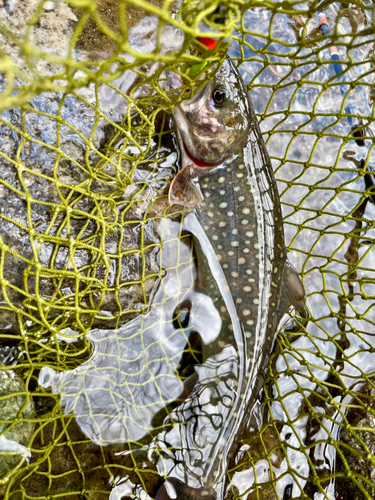 ニッコウイワナの釣果