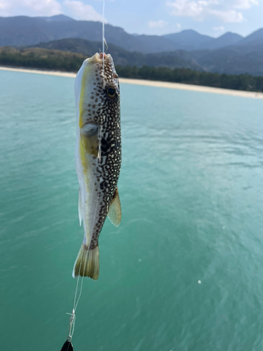 フグの釣果