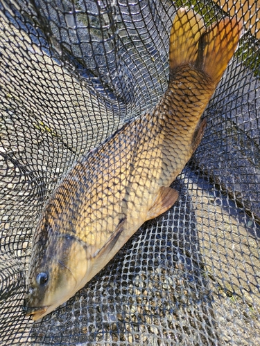 コイの釣果