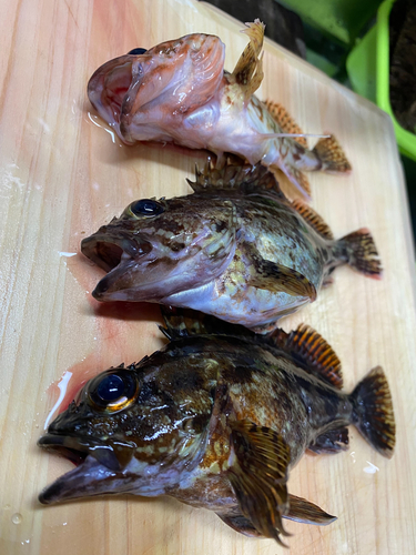 アラカブの釣果