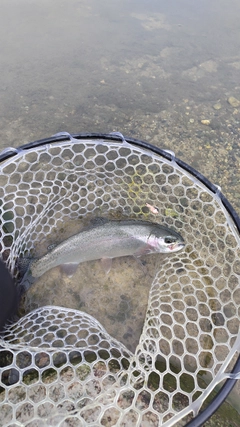 ニジマスの釣果