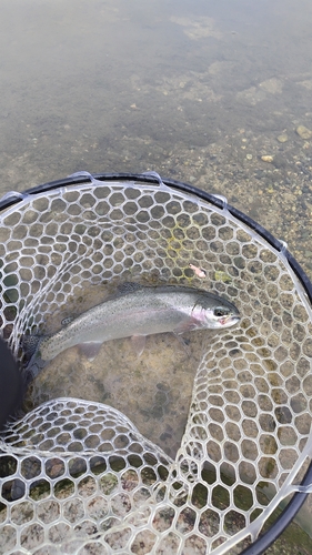 ニジマスの釣果