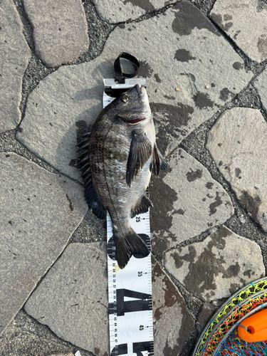チヌの釣果
