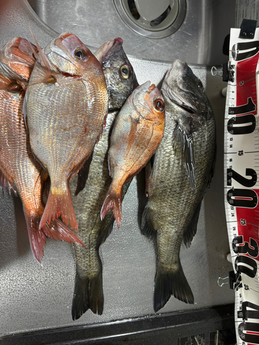 チヌの釣果