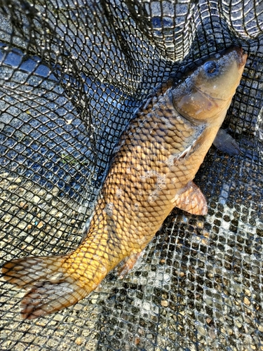 コイの釣果