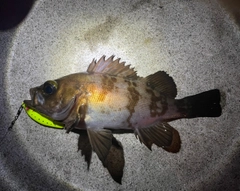 メバルの釣果